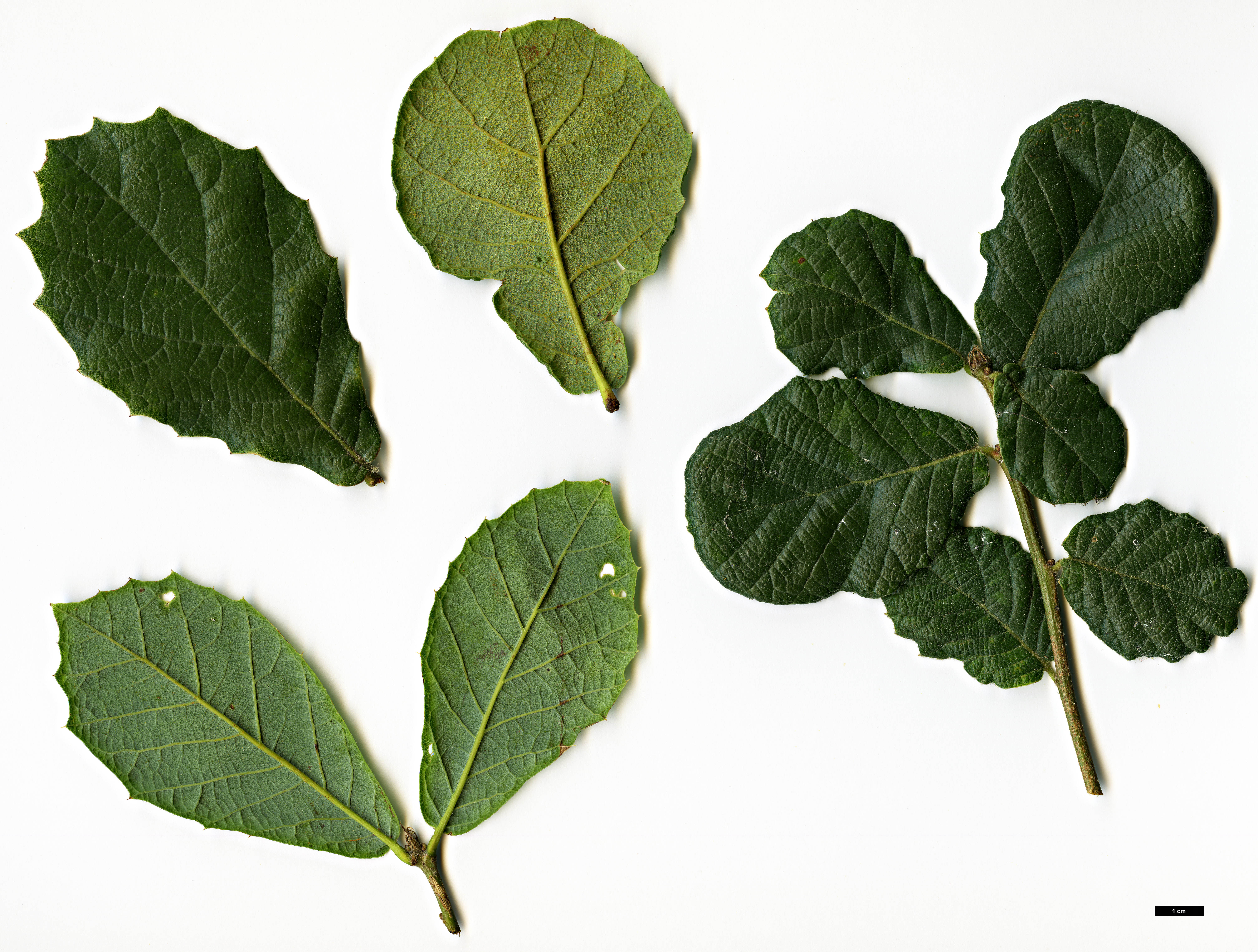 High resolution image: Family: Fagaceae - Genus: Quercus - Taxon: fulva