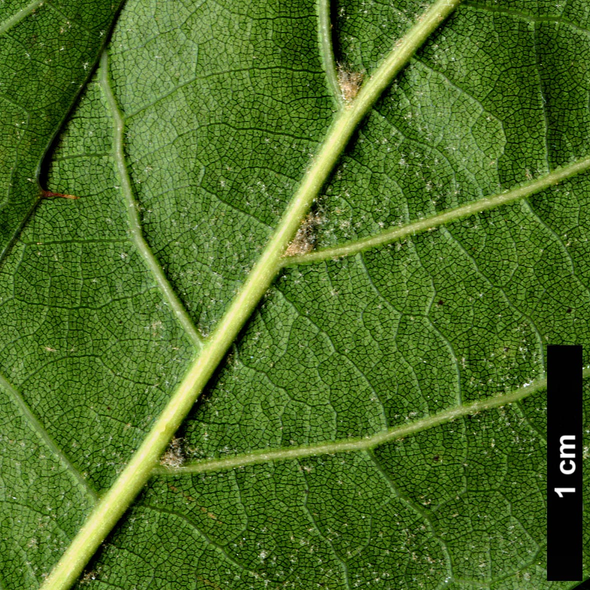 High resolution image: Family: Fagaceae - Genus: Quercus - Taxon: furfuracea