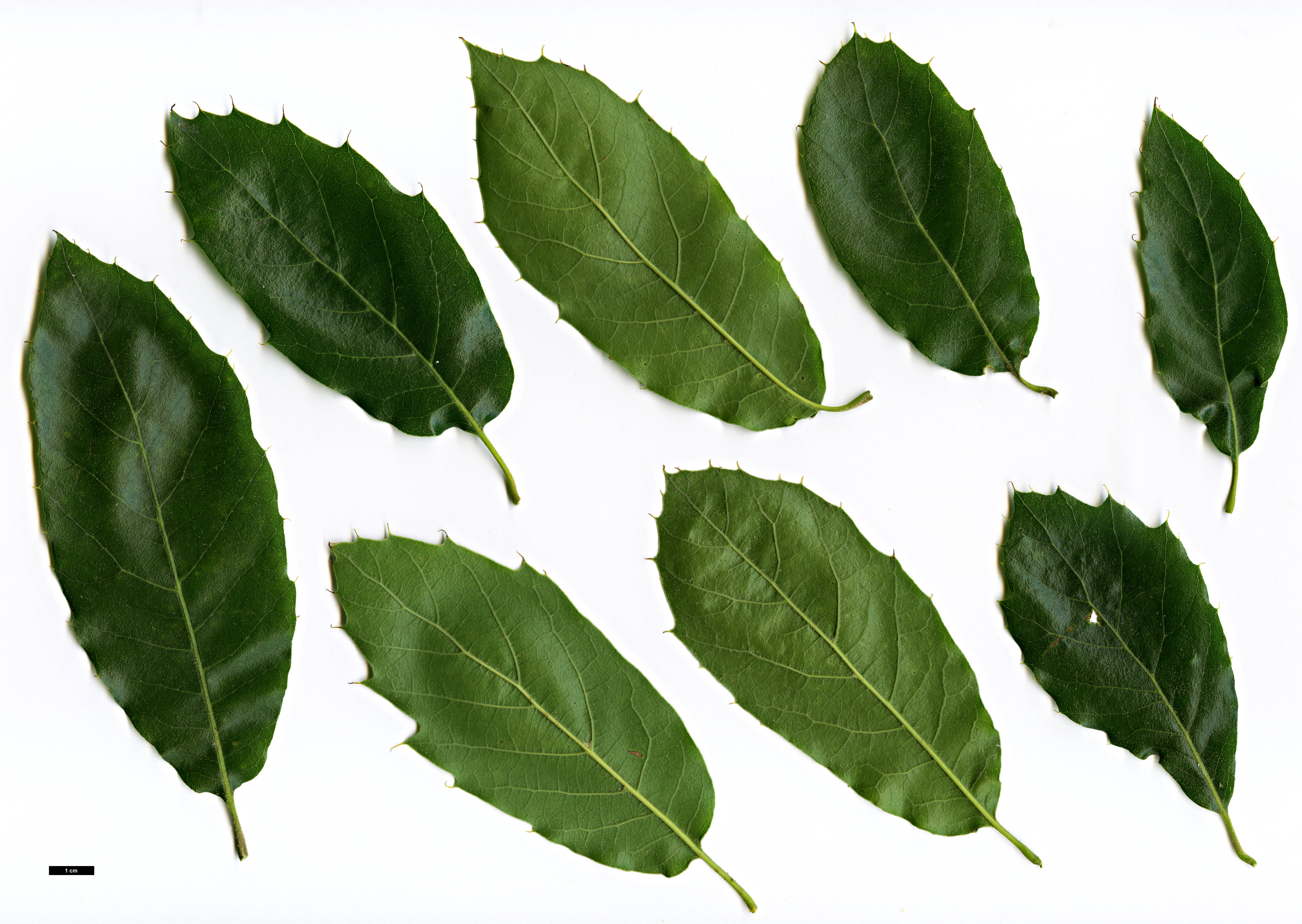 High resolution image: Family: Fagaceae - Genus: Quercus - Taxon: furfuracea