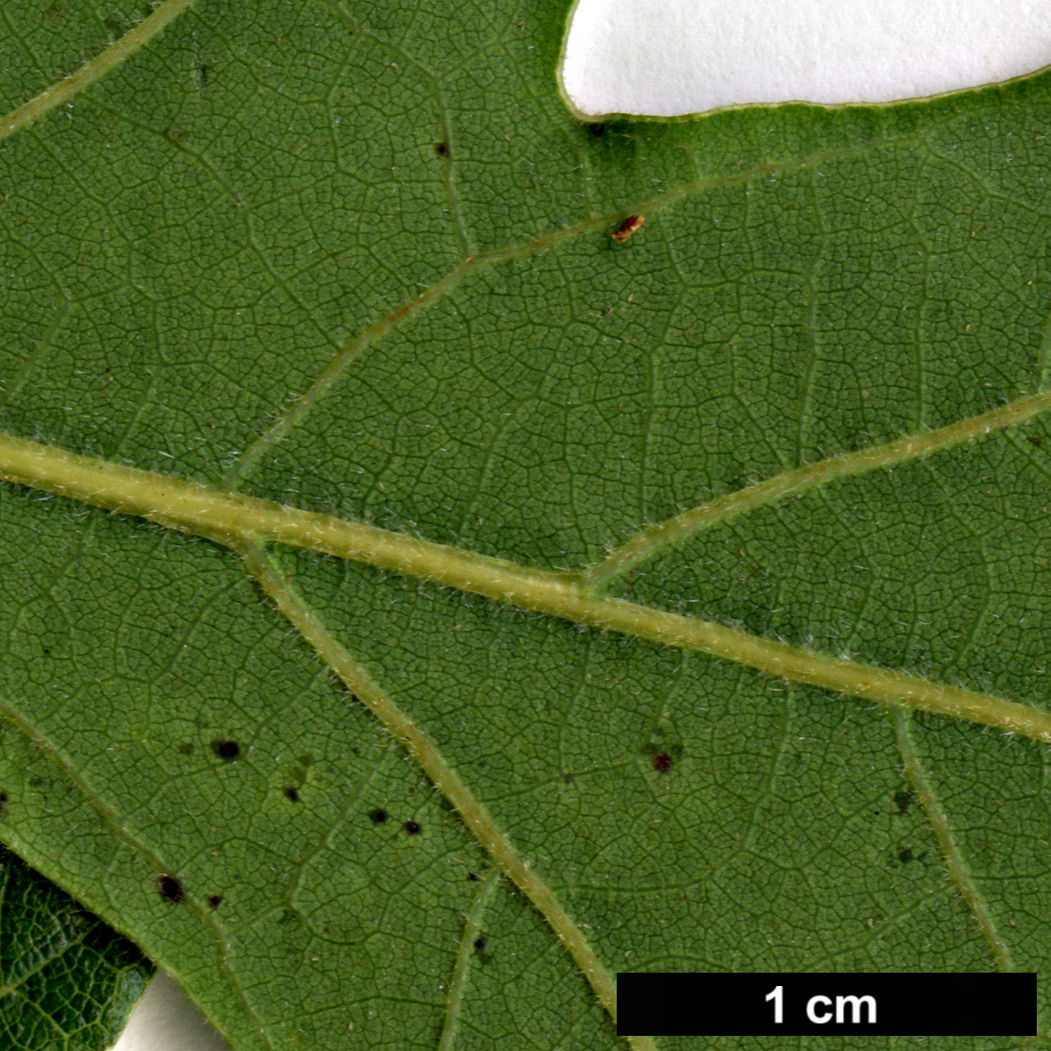 High resolution image: Family: Fagaceae - Genus: Quercus - Taxon: gambelii