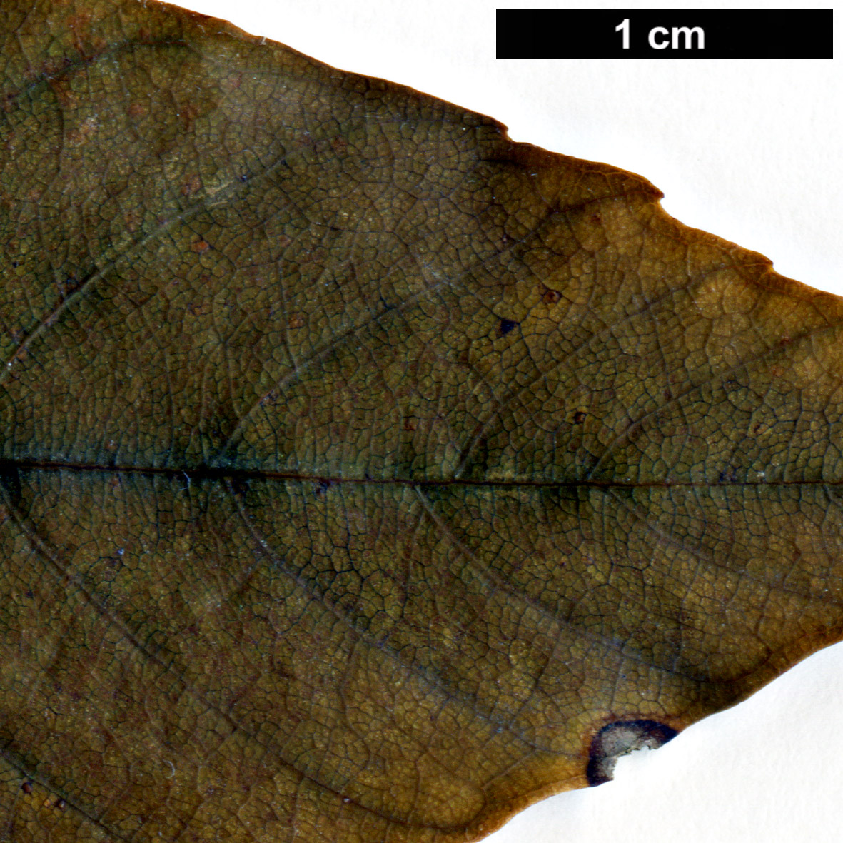 High resolution image: Family: Fagaceae - Genus: Quercus - Taxon: gemelliflora