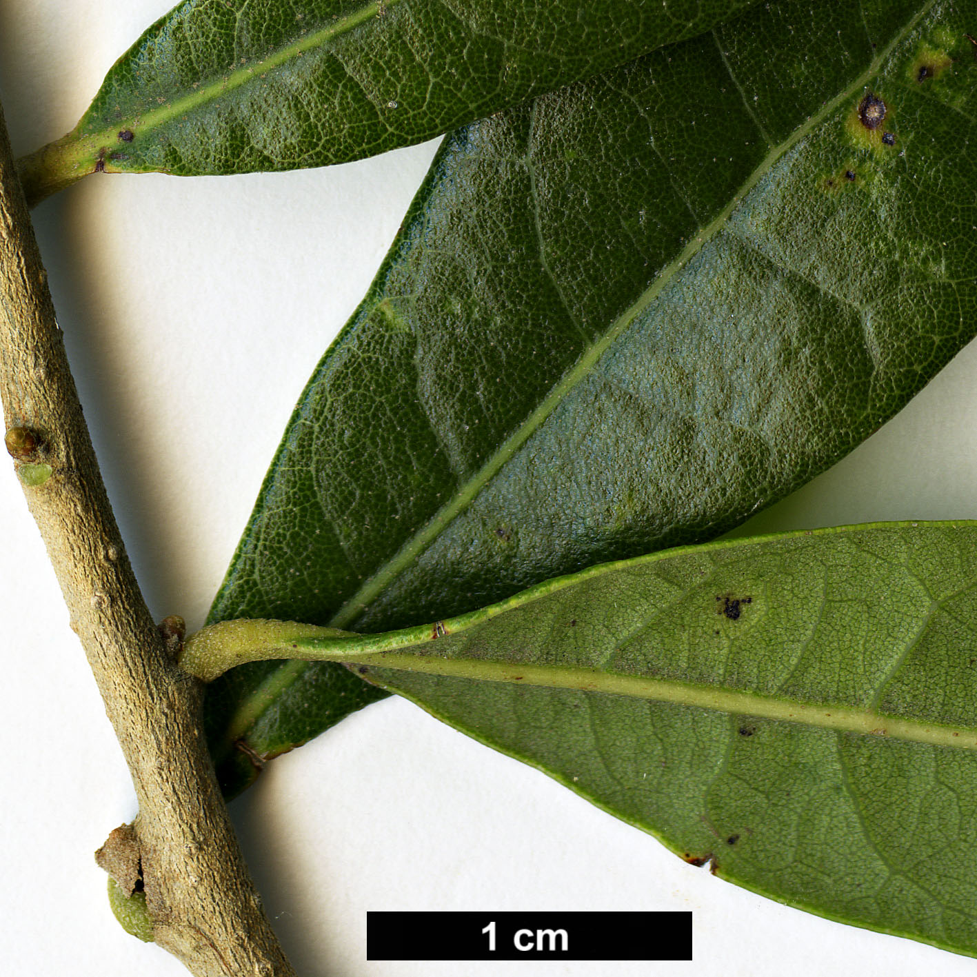 High resolution image: Family: Fagaceae - Genus: Quercus - Taxon: geminata