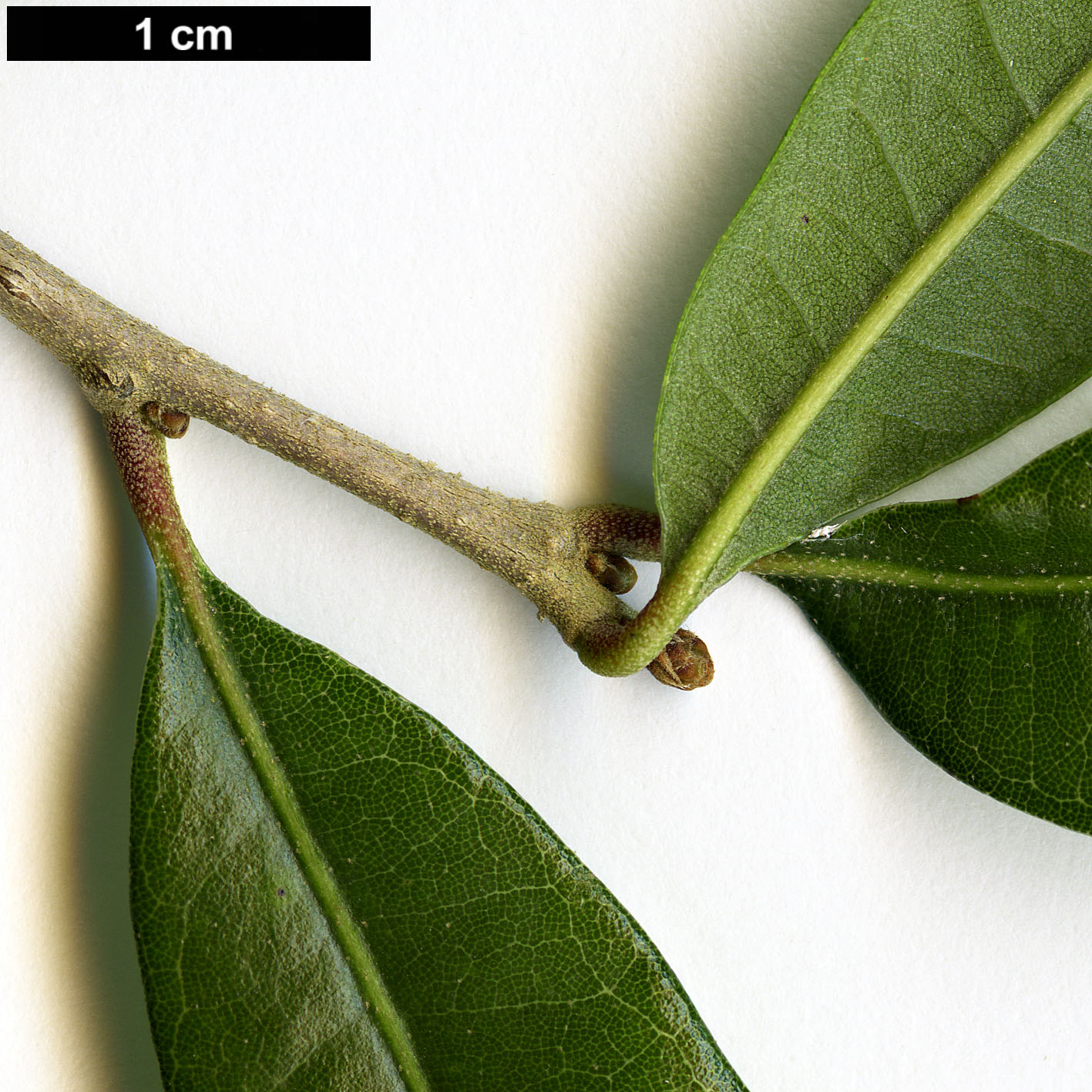 High resolution image: Family: Fagaceae - Genus: Quercus - Taxon: geminata