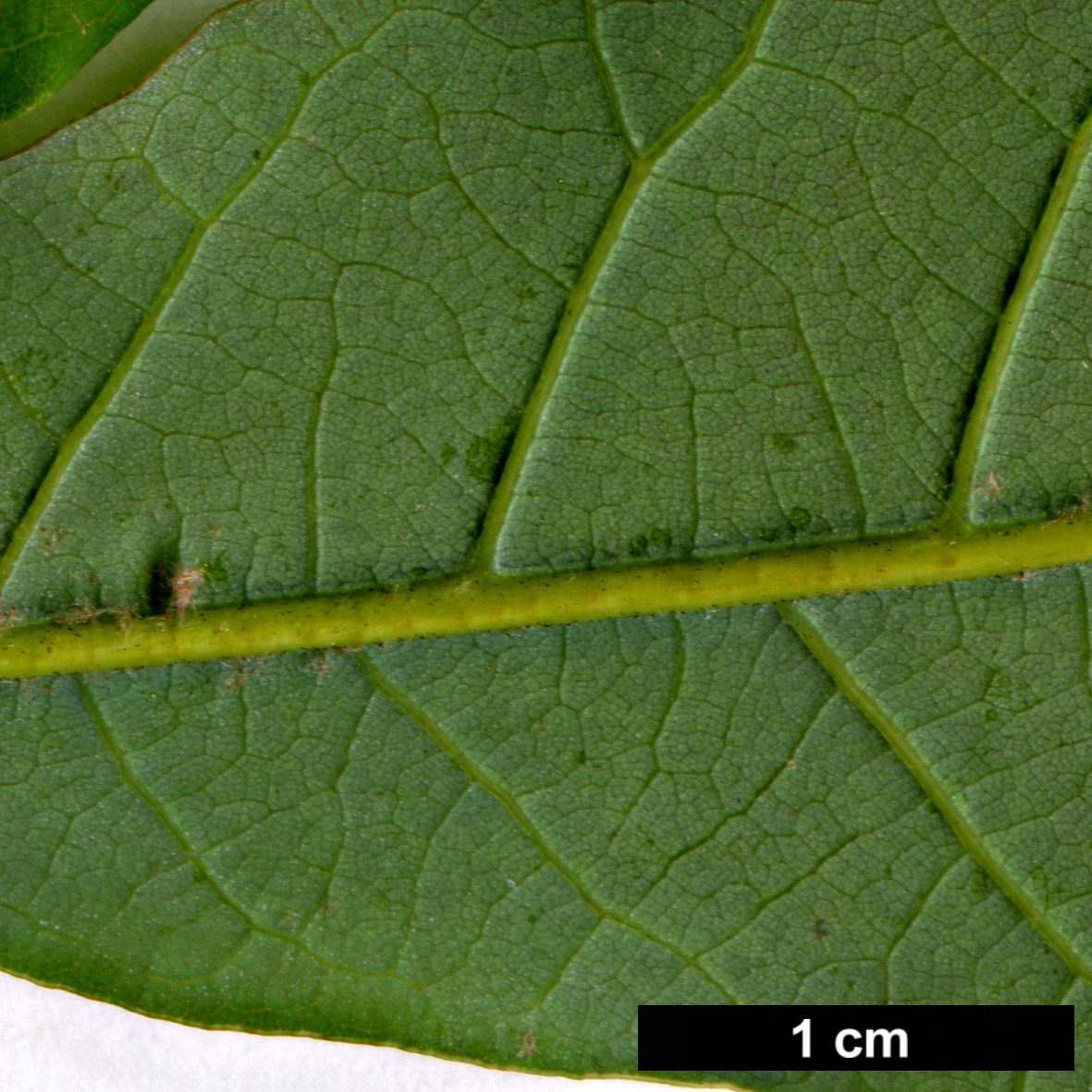 High resolution image: Family: Fagaceae - Genus: Quercus - Taxon: germana