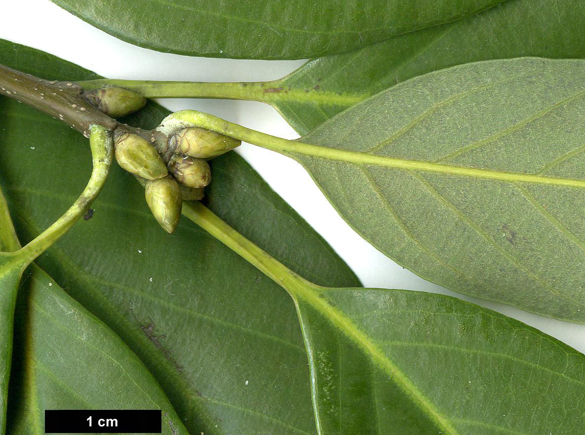 High resolution image: Family: Fagaceae - Genus: Quercus - Taxon: glauca