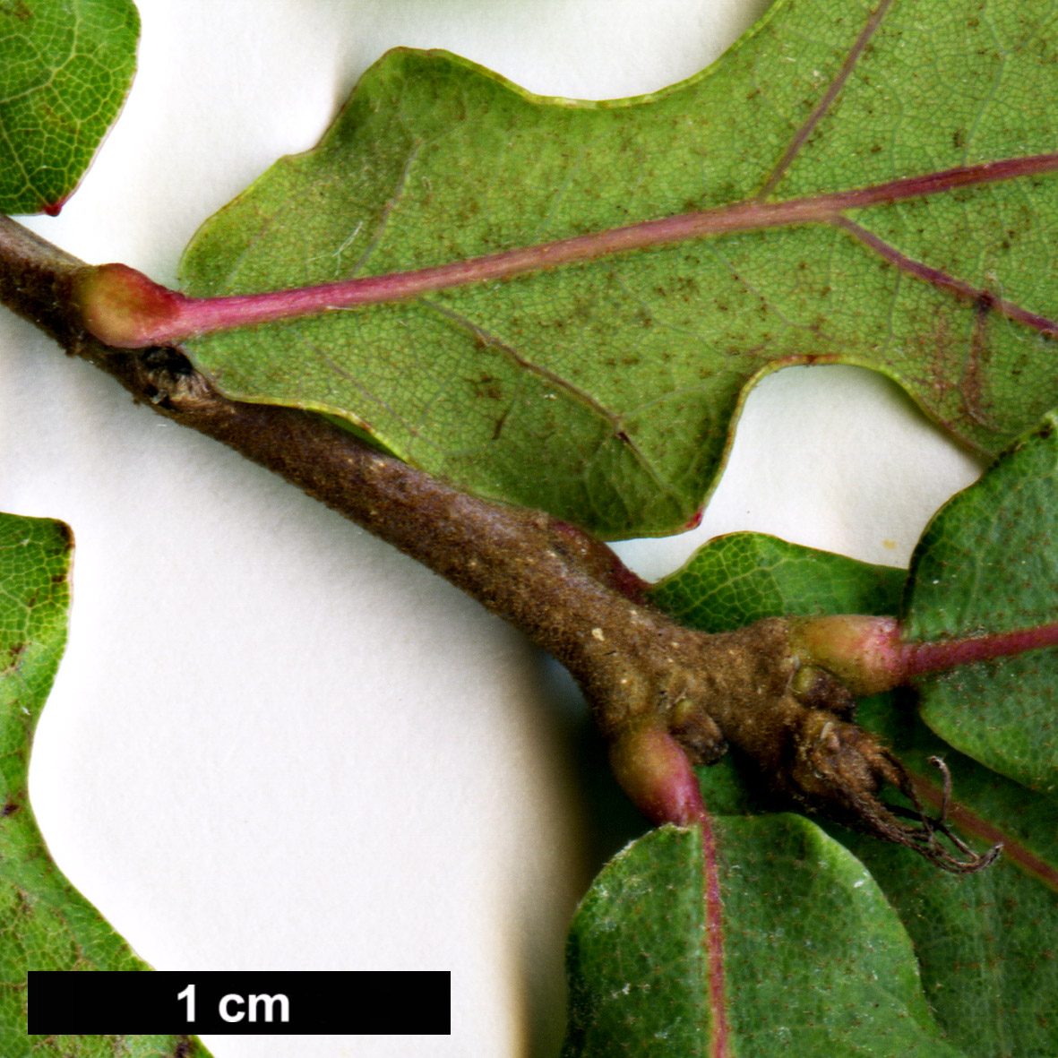 High resolution image: Family: Fagaceae - Genus: Quercus - Taxon: glaucoides