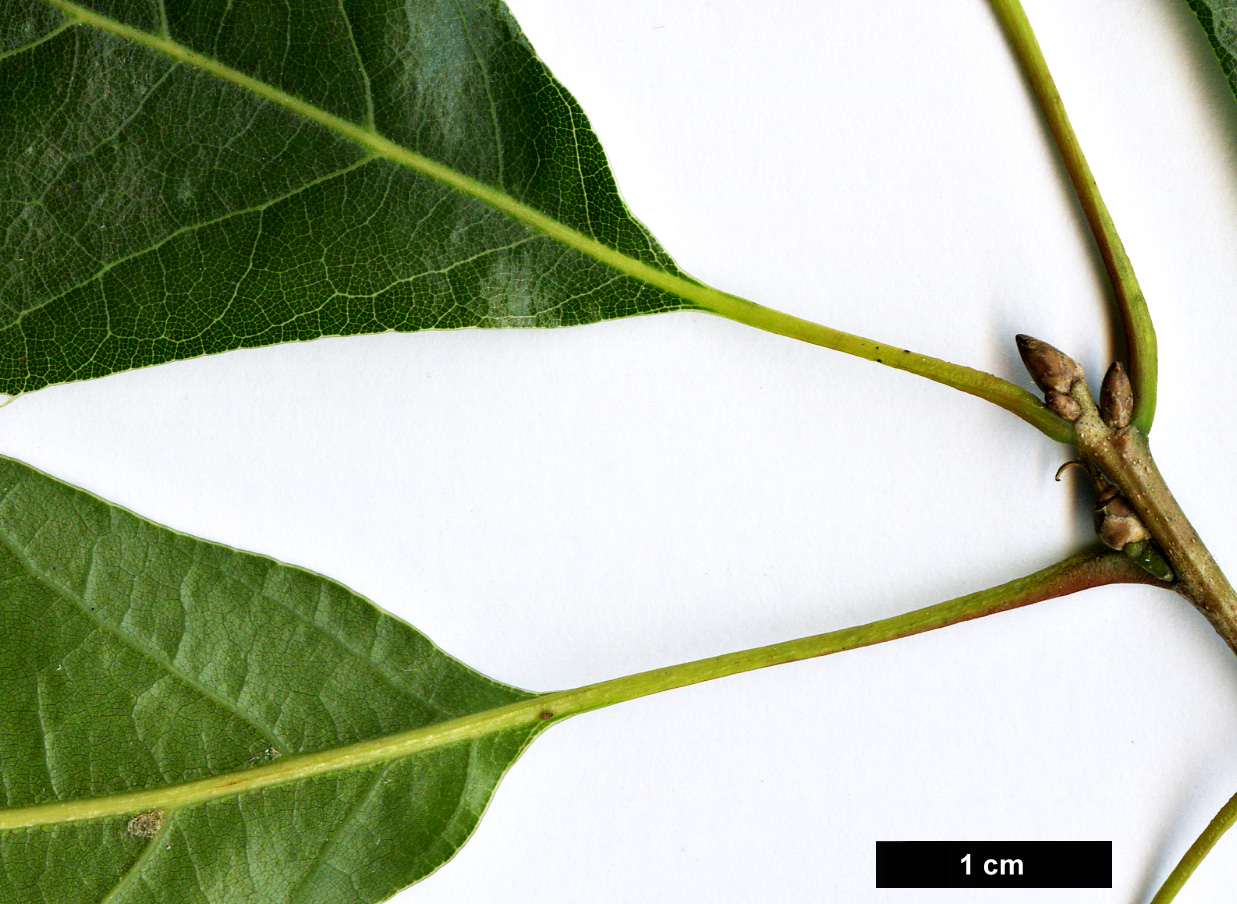 High resolution image: Family: Fagaceae - Genus: Quercus - Taxon: graciliformis