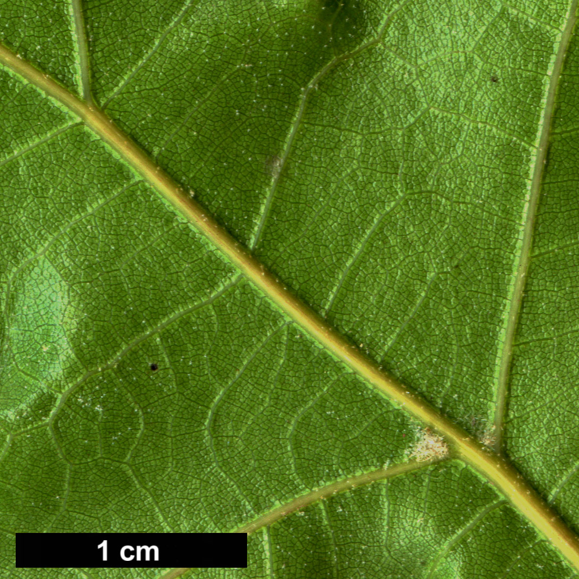 High resolution image: Family: Fagaceae - Genus: Quercus - Taxon: gravesii