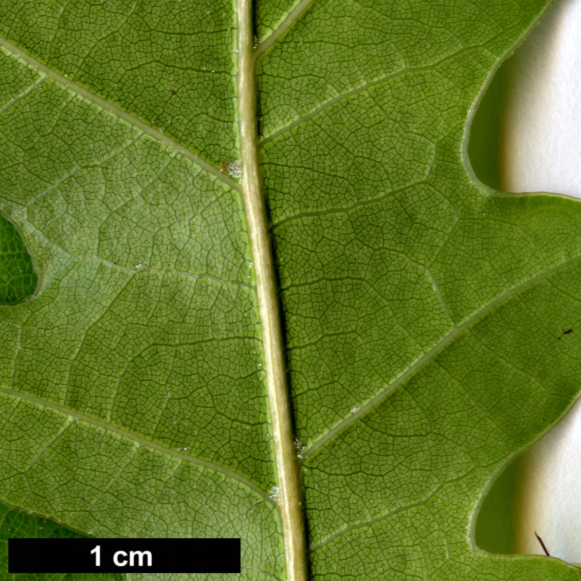 High resolution image: Family: Fagaceae - Genus: Quercus - Taxon: gravesii