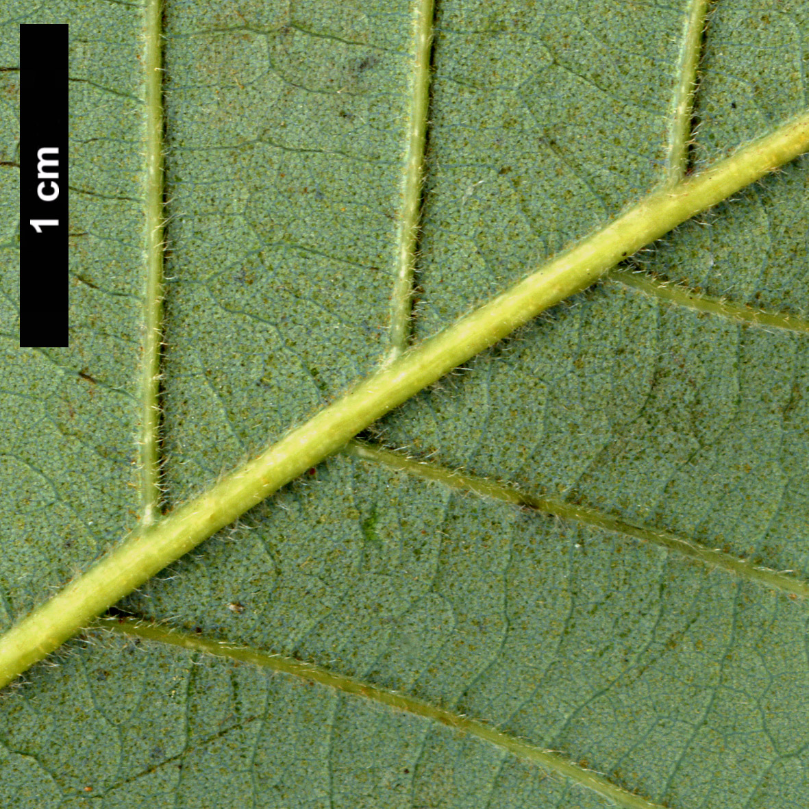 High resolution image: Family: Fagaceae - Genus: Quercus - Taxon: griffithii