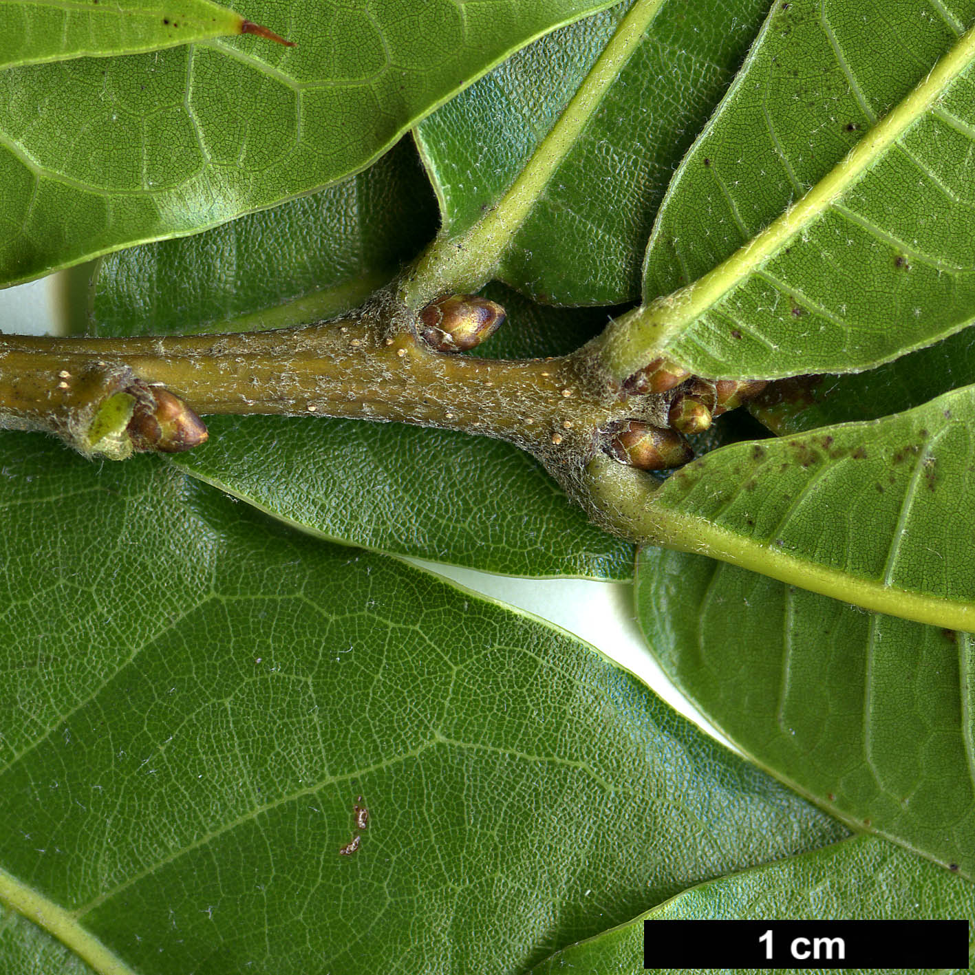 High resolution image: Family: Fagaceae - Genus: Quercus - Taxon: gulielmitreleasei