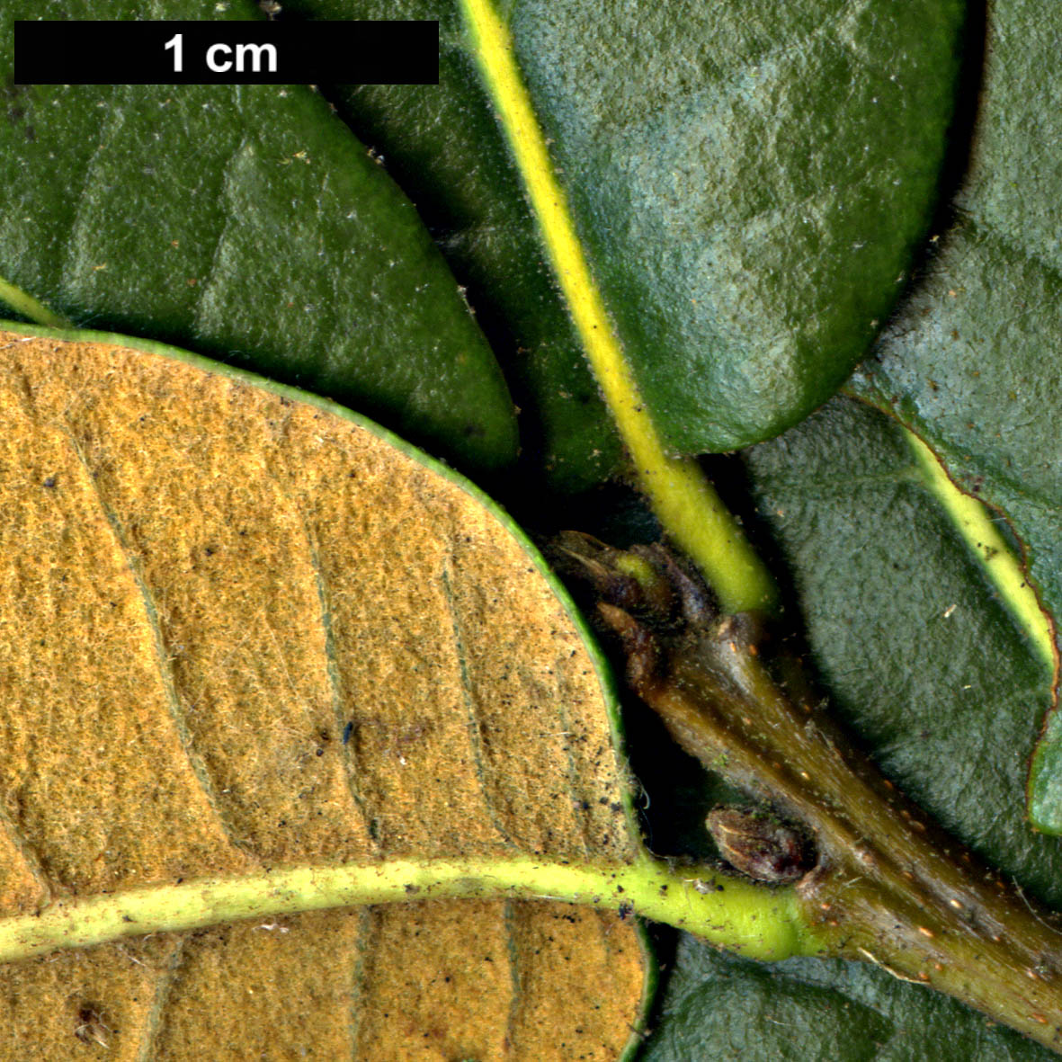 High resolution image: Family: Fagaceae - Genus: Quercus - Taxon: guyavifolia