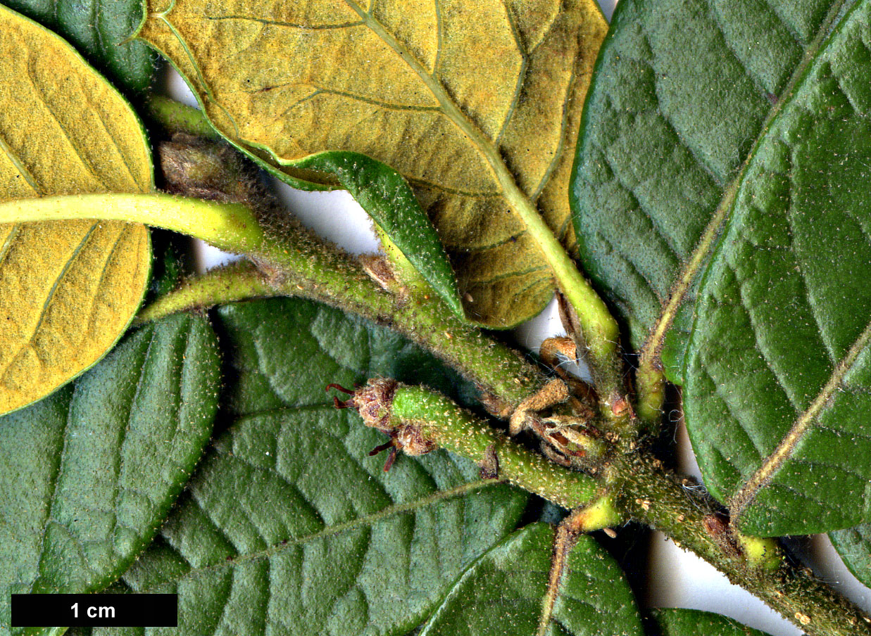 High resolution image: Family: Fagaceae - Genus: Quercus - Taxon: guyavifolia