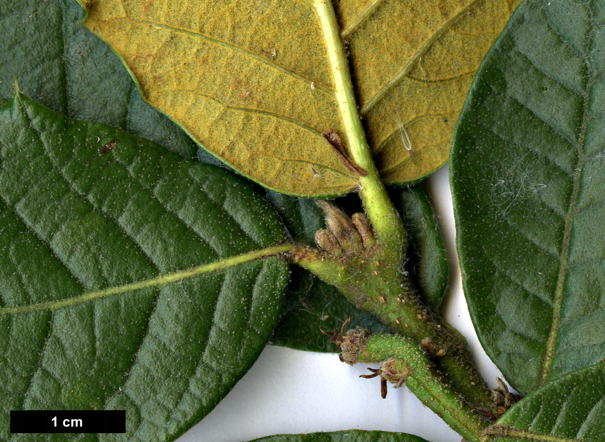 High resolution image: Family: Fagaceae - Genus: Quercus - Taxon: guyavifolia