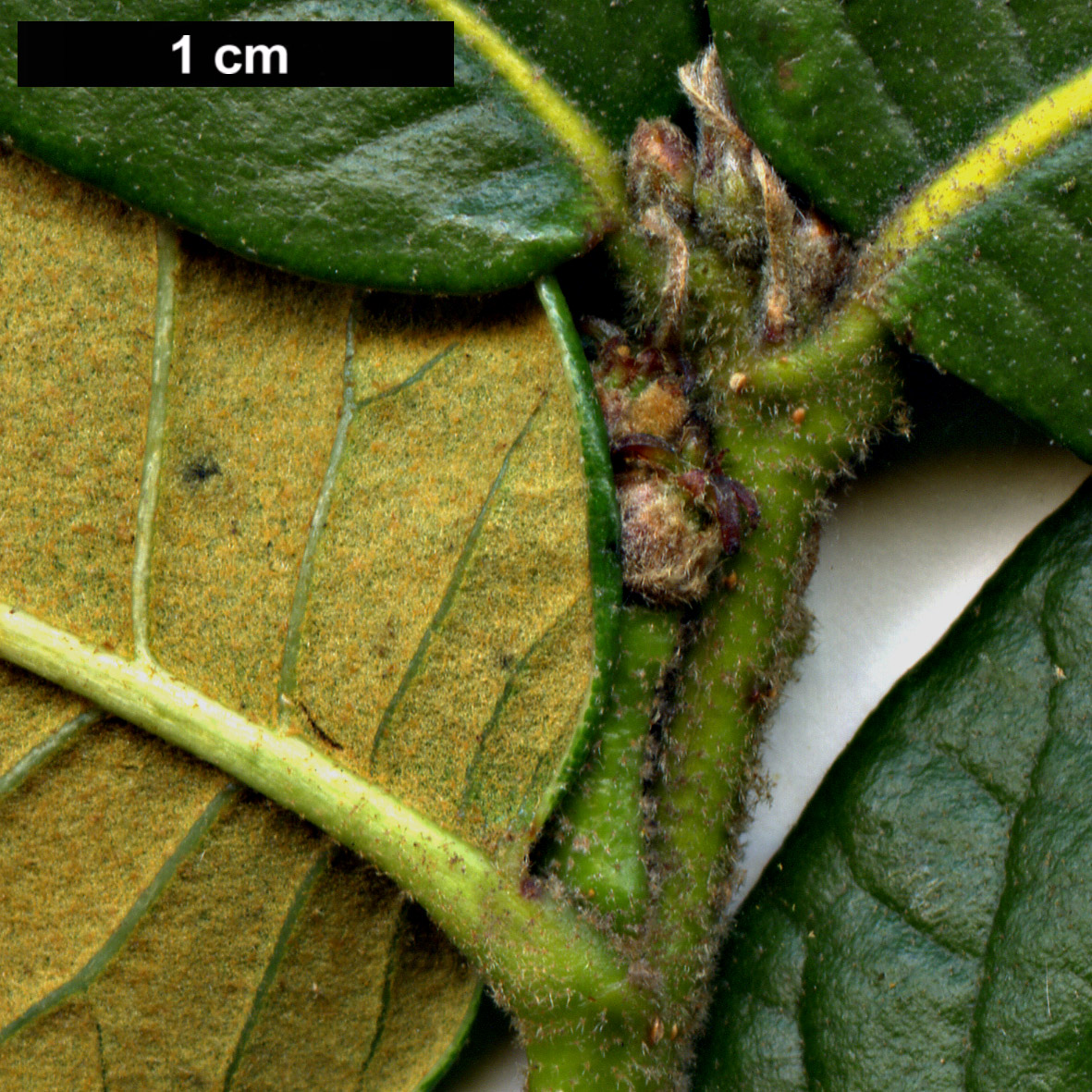 High resolution image: Family: Fagaceae - Genus: Quercus - Taxon: guyavifolia