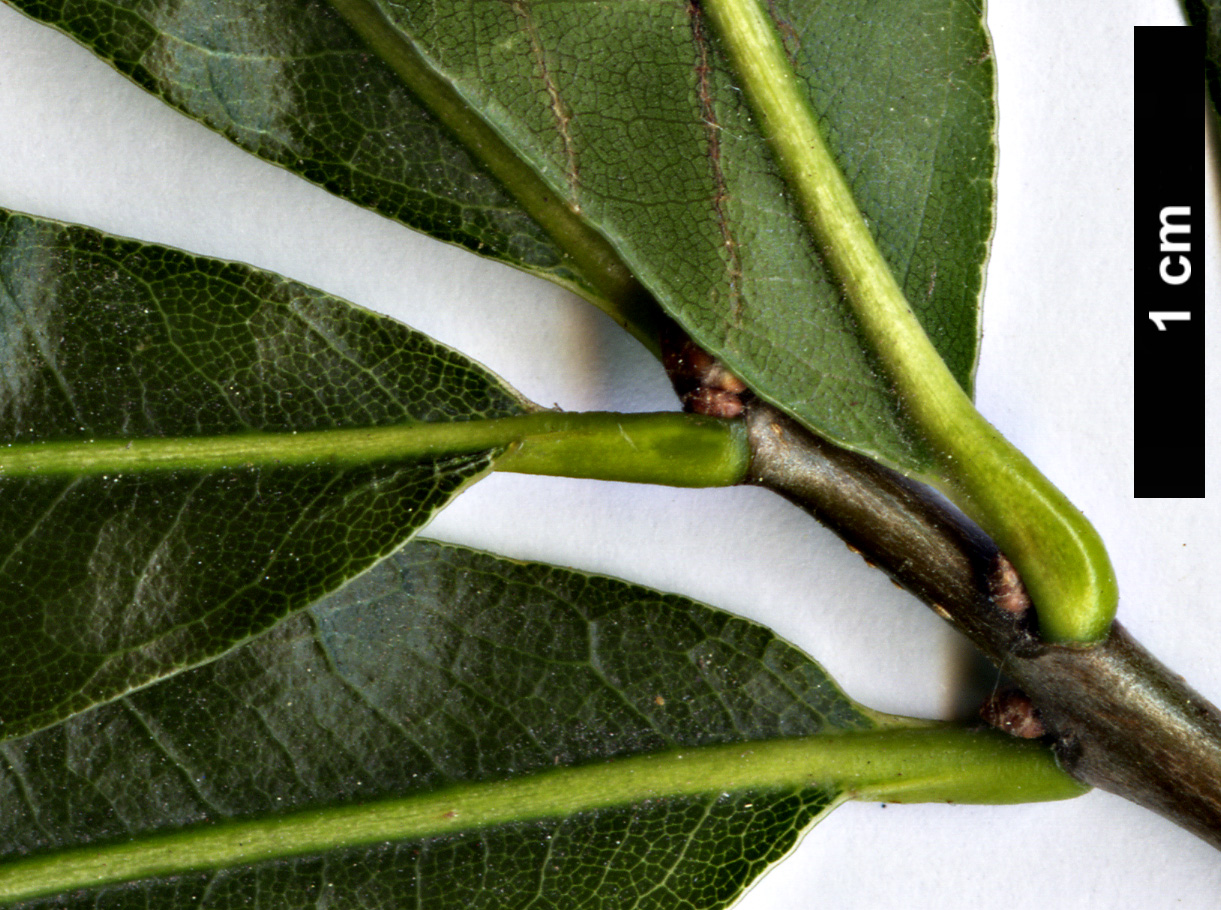 High resolution image: Family: Fagaceae - Genus: Quercus - Taxon: hemisphaerica