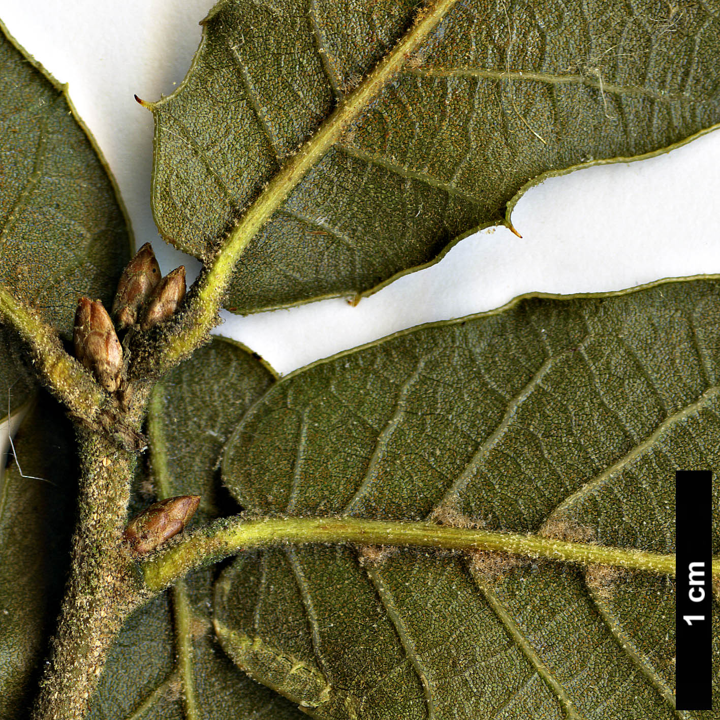 High resolution image: Family: Fagaceae - Genus: Quercus - Taxon: hintoniorum