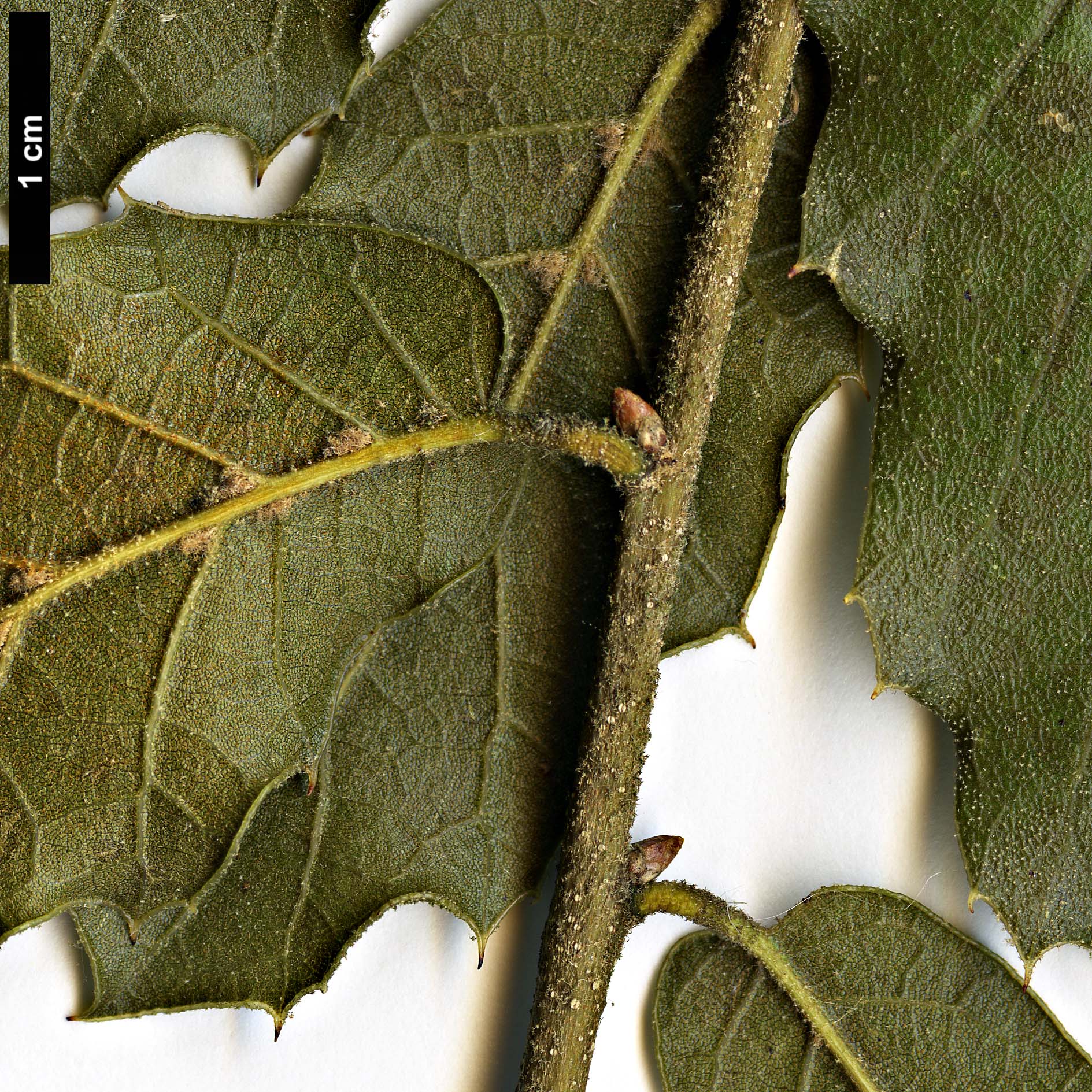 High resolution image: Family: Fagaceae - Genus: Quercus - Taxon: hintoniorum