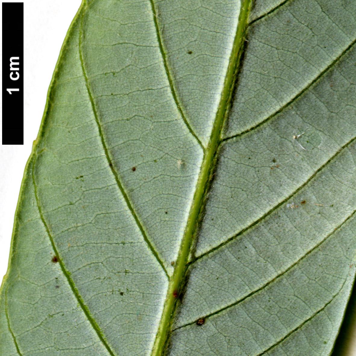 High resolution image: Family: Fagaceae - Genus: Quercus - Taxon: hypargyrea