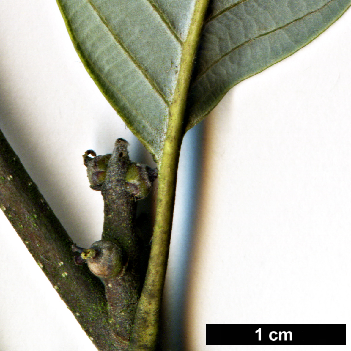 High resolution image: Family: Fagaceae - Genus: Quercus - Taxon: hypargyrea