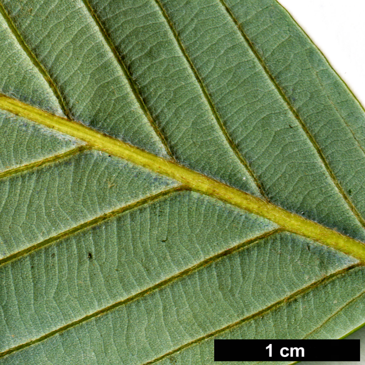 High resolution image: Family: Fagaceae - Genus: Quercus - Taxon: hypargyrea