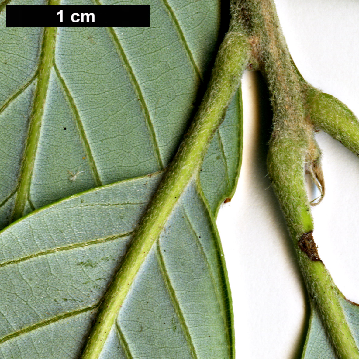 High resolution image: Family: Fagaceae - Genus: Quercus - Taxon: hypargyrea