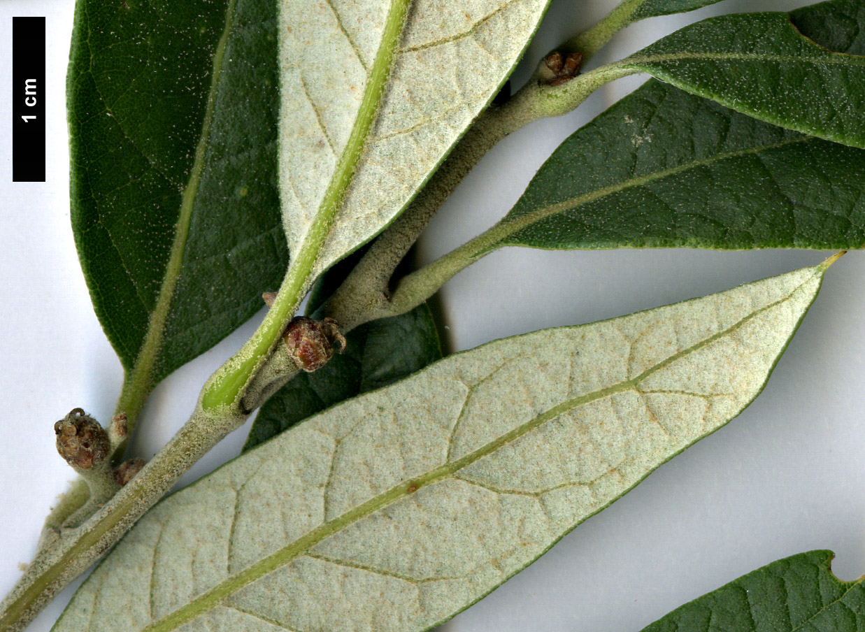 High resolution image: Family: Fagaceae - Genus: Quercus - Taxon: hypoleucoides