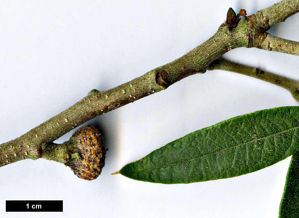 High resolution image: Family: Fagaceae - Genus: Quercus - Taxon: hypoleucoides