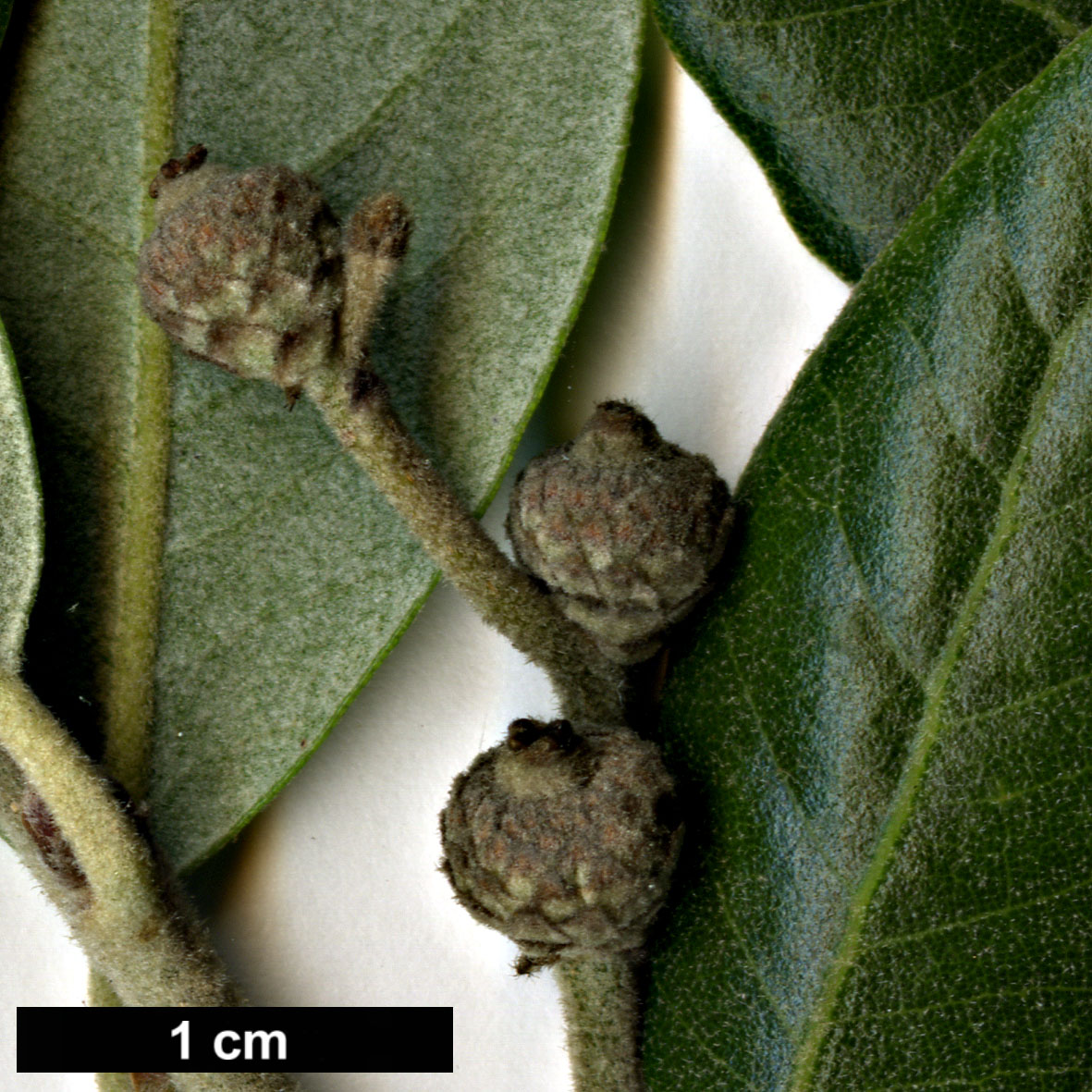 High resolution image: Family: Fagaceae - Genus: Quercus - Taxon: ilex - SpeciesSub: 'Thimon'