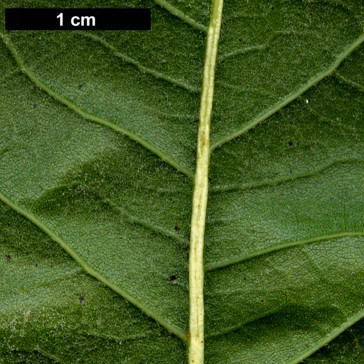 High resolution image: Family: Fagaceae - Genus: Quercus - Taxon: imbricaria