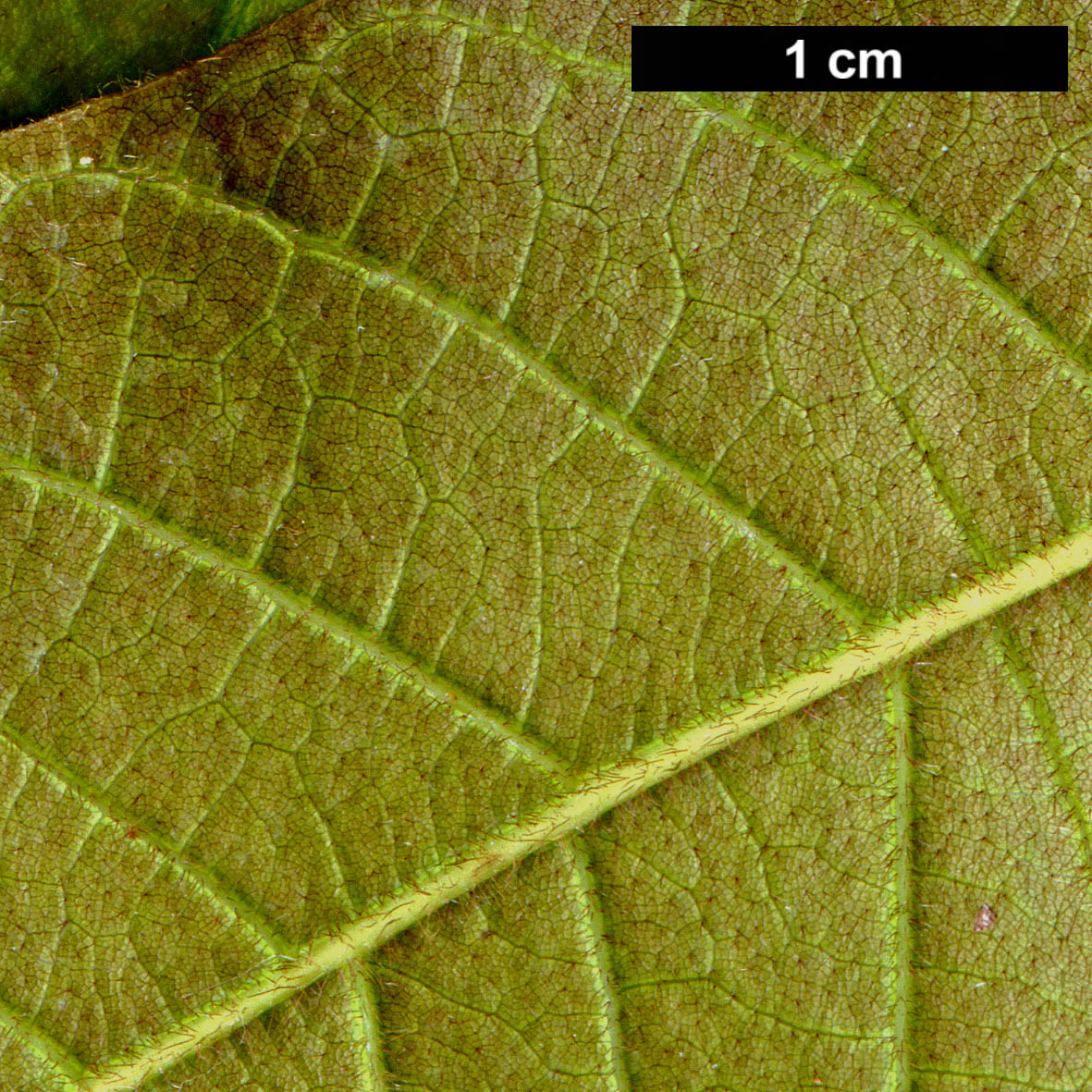 High resolution image: Family: Fagaceae - Genus: Quercus - Taxon: insignis