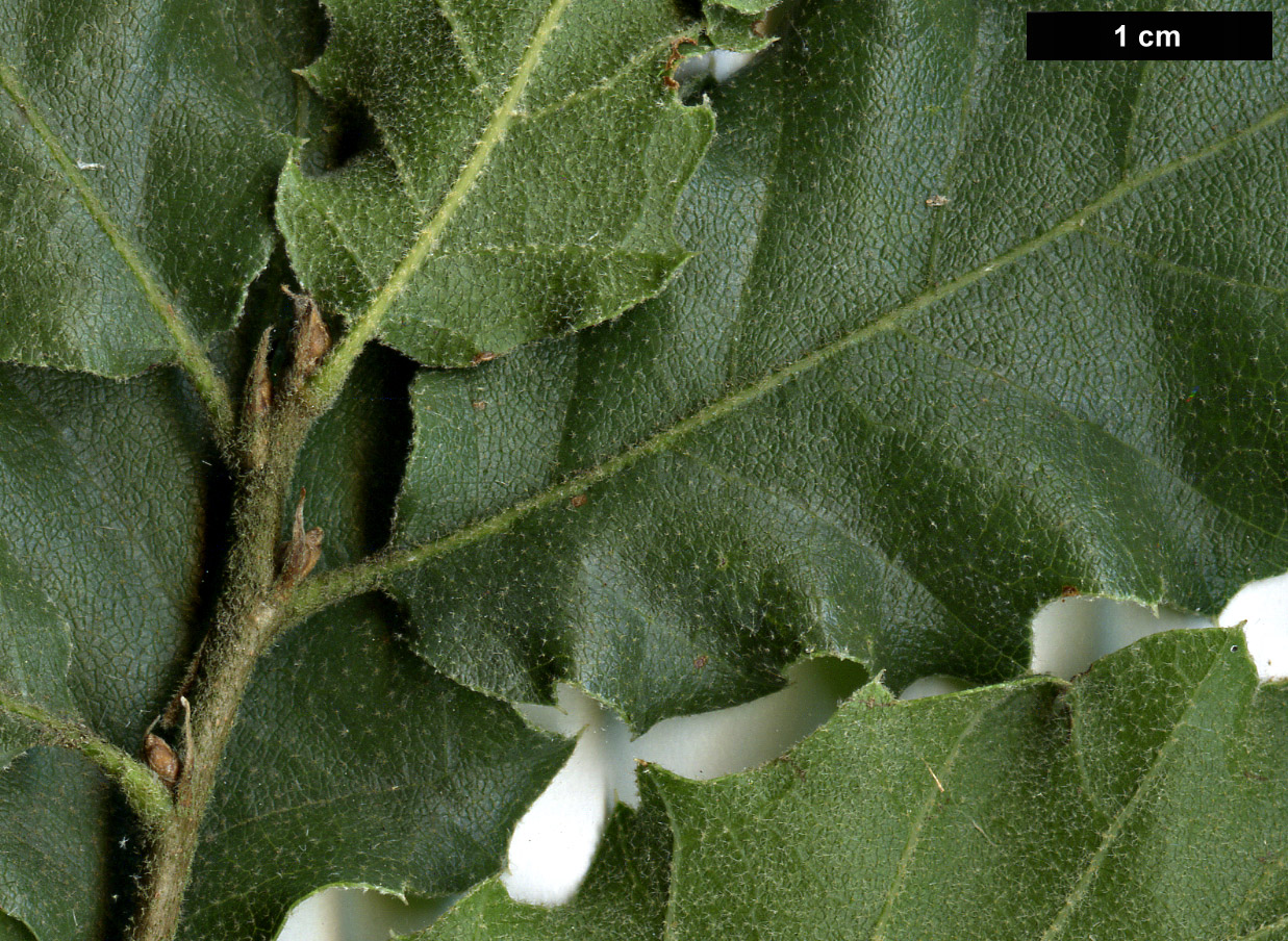 High resolution image: Family: Fagaceae - Genus: Quercus - Taxon: ithaburensis