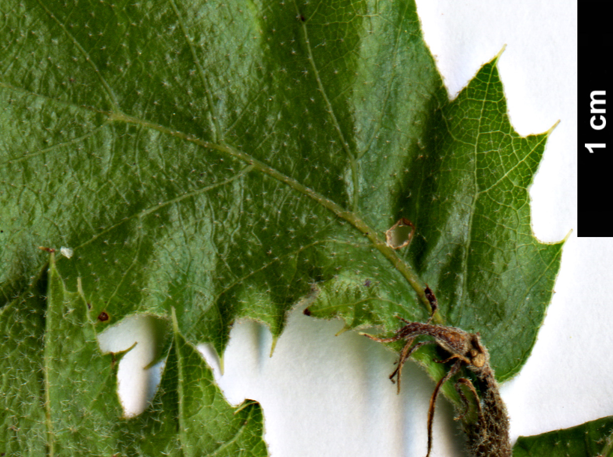 High resolution image: Family: Fagaceae - Genus: Quercus - Taxon: ithaburensis