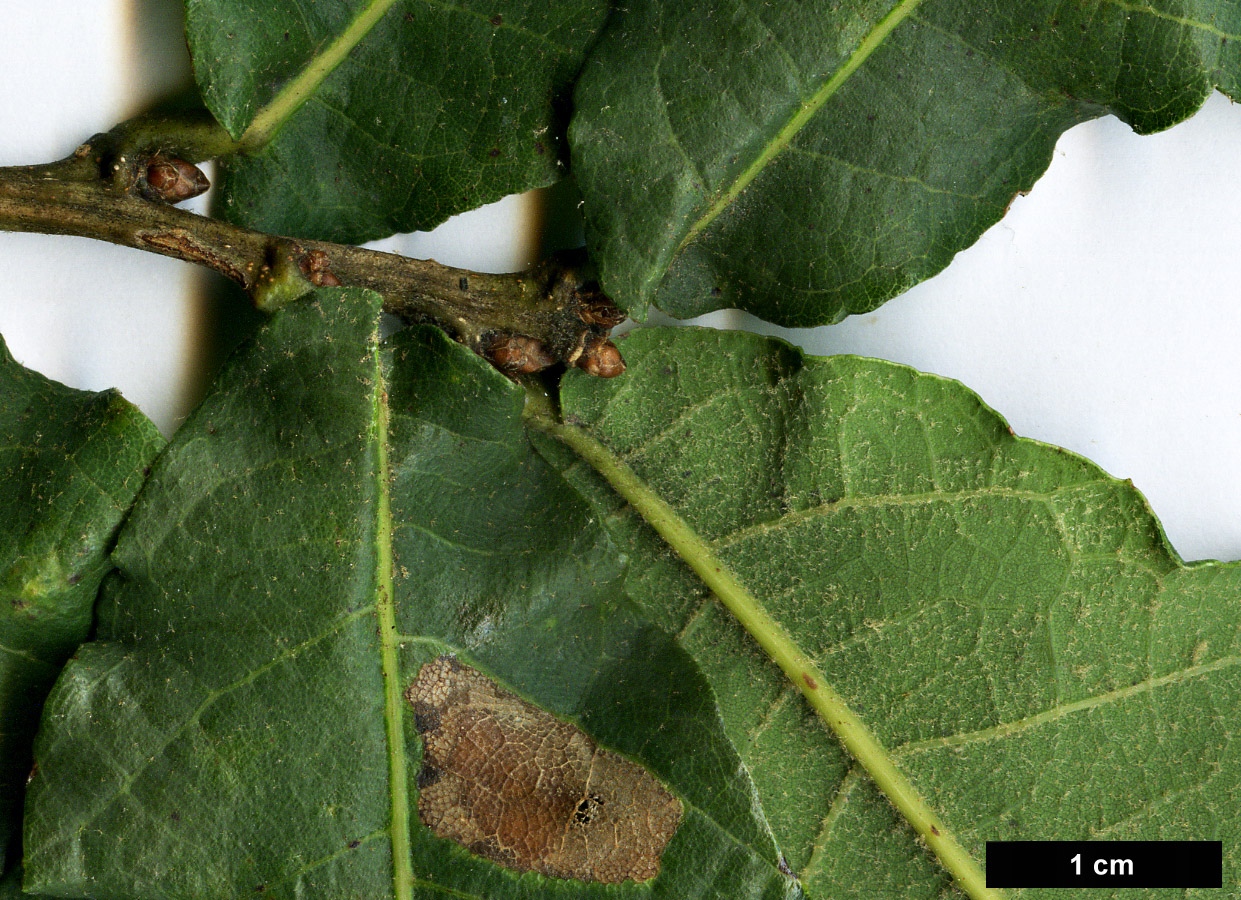 High resolution image: Family: Fagaceae - Genus: Quercus - Taxon: laeta