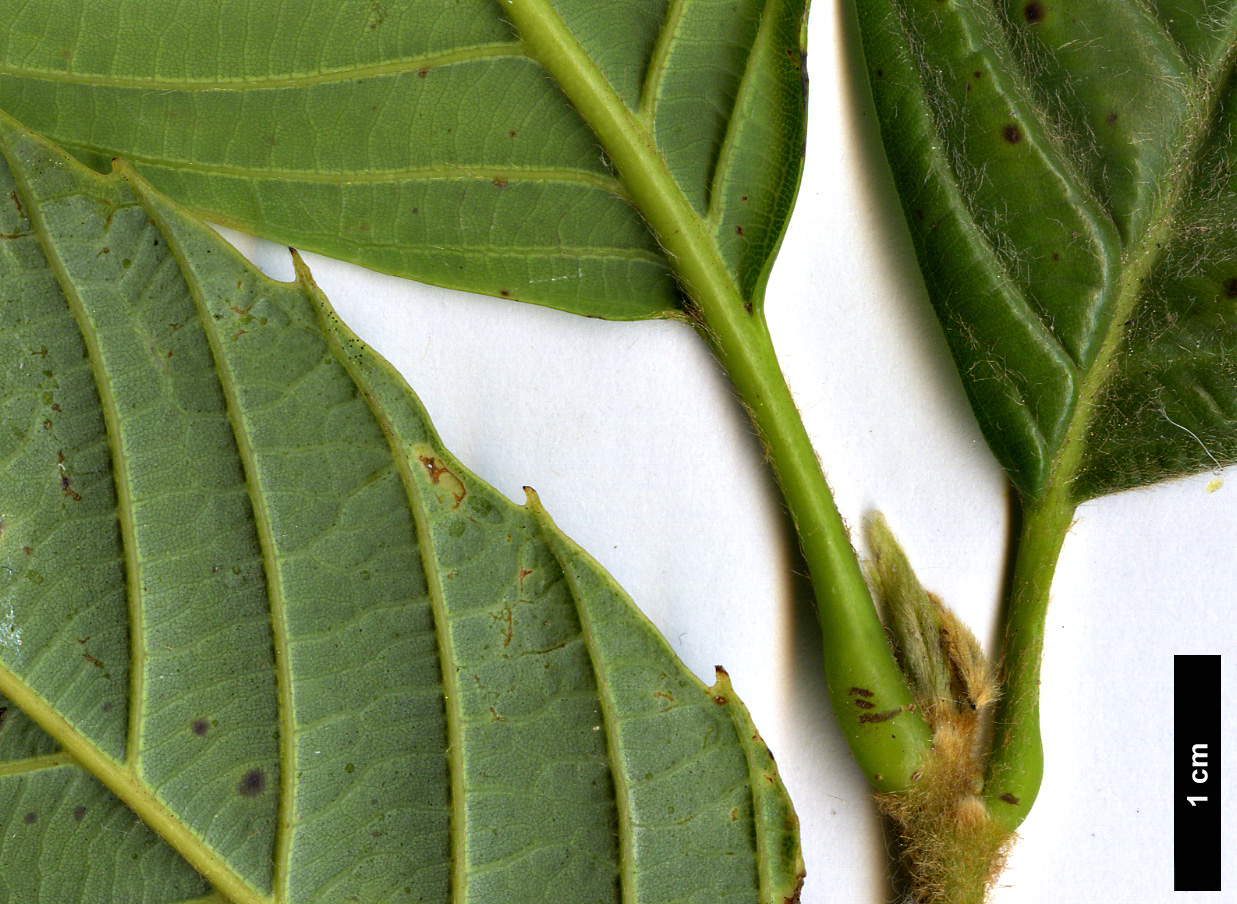 High resolution image: Family: Fagaceae - Genus: Quercus - Taxon: lamellosa