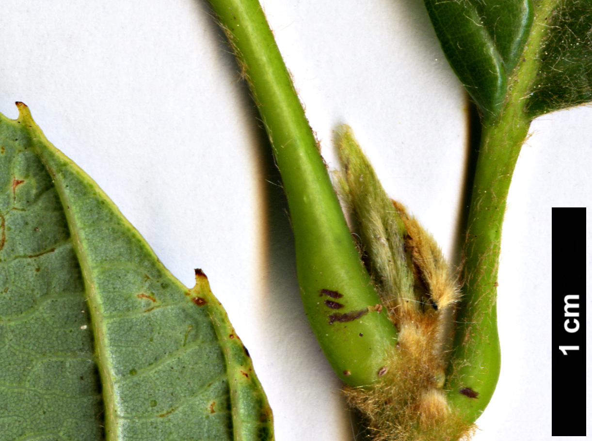 High resolution image: Family: Fagaceae - Genus: Quercus - Taxon: lamellosa