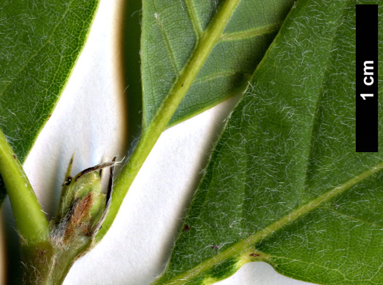 High resolution image: Family: Fagaceae - Genus: Quercus - Taxon: lamellosa