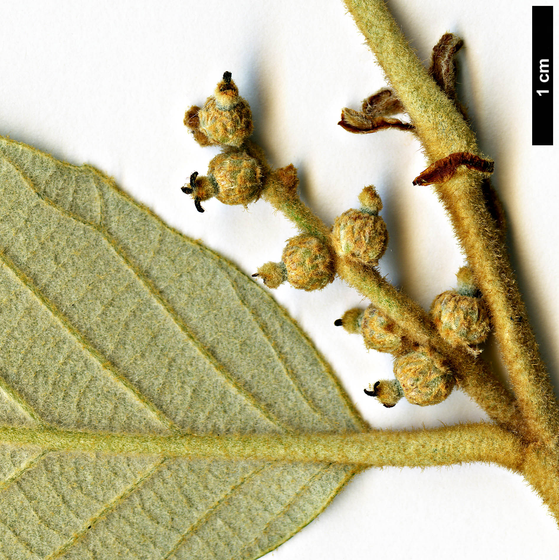 High resolution image: Family: Fagaceae - Genus: Quercus - Taxon: lanata