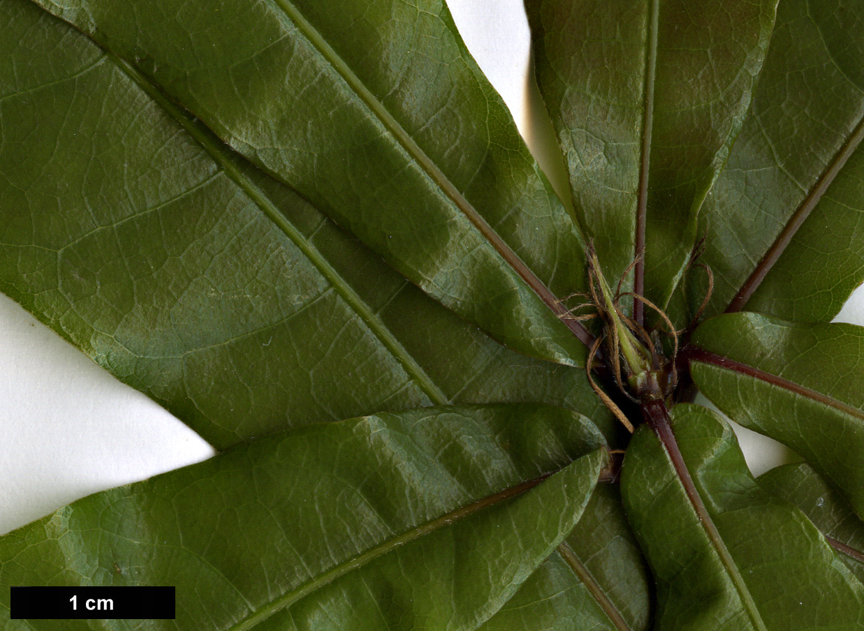 High resolution image: Family: Fagaceae - Genus: Quercus - Taxon: lancifolia