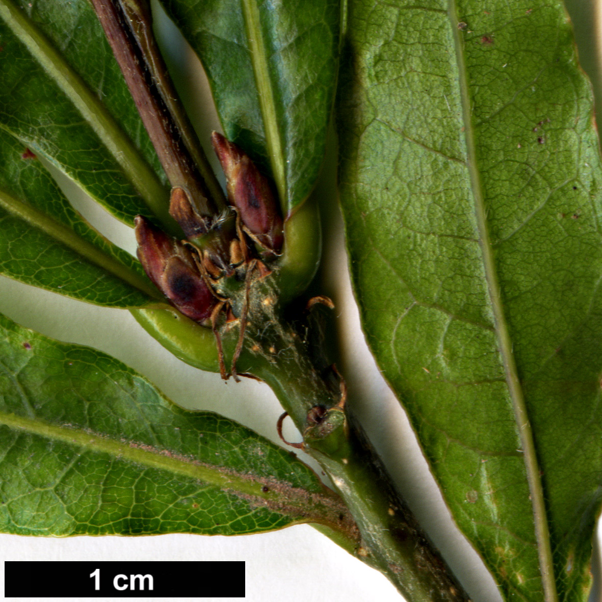 High resolution image: Family: Fagaceae - Genus: Quercus - Taxon: lancifolia