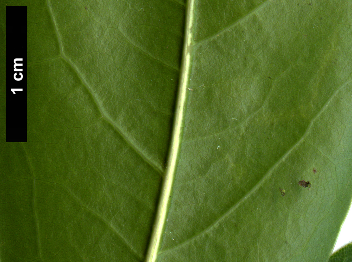 High resolution image: Family: Fagaceae - Genus: Quercus - Taxon: laurifolia