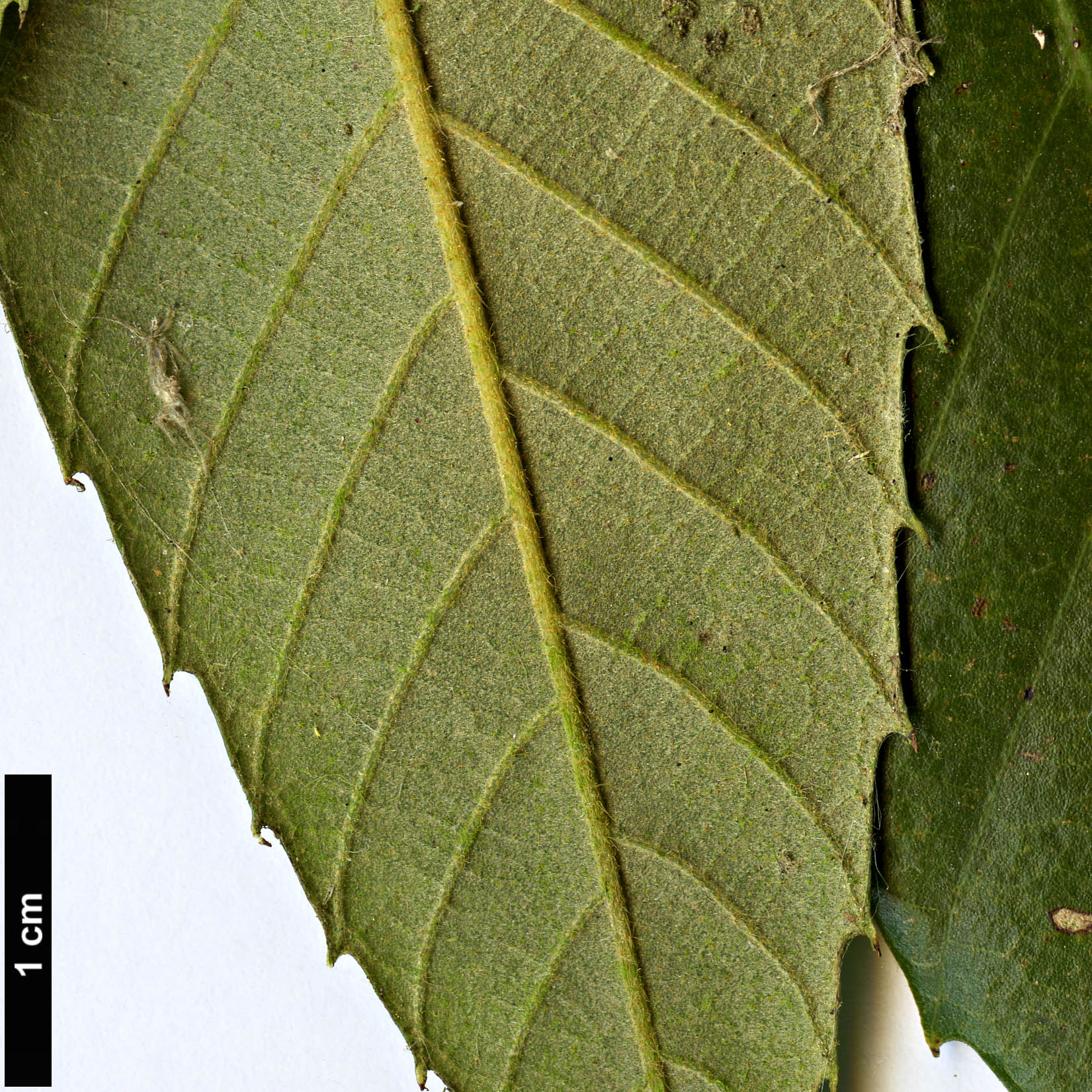 High resolution image: Family: Fagaceae - Genus: Quercus - Taxon: lobbii