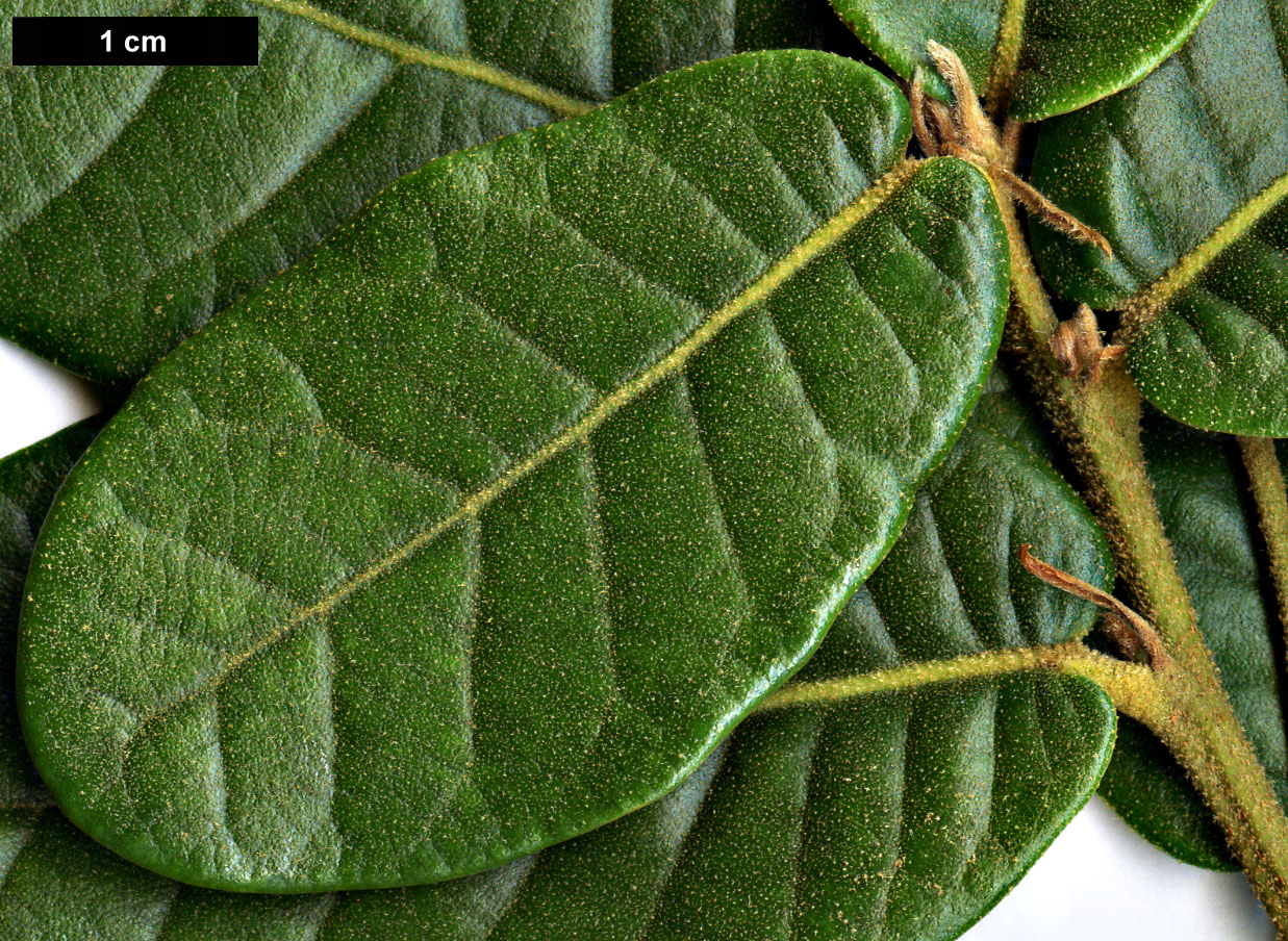 High resolution image: Family: Fagaceae - Genus: Quercus - Taxon: longispica