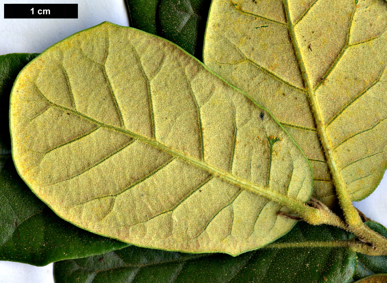 High resolution image: Family: Fagaceae - Genus: Quercus - Taxon: longispica