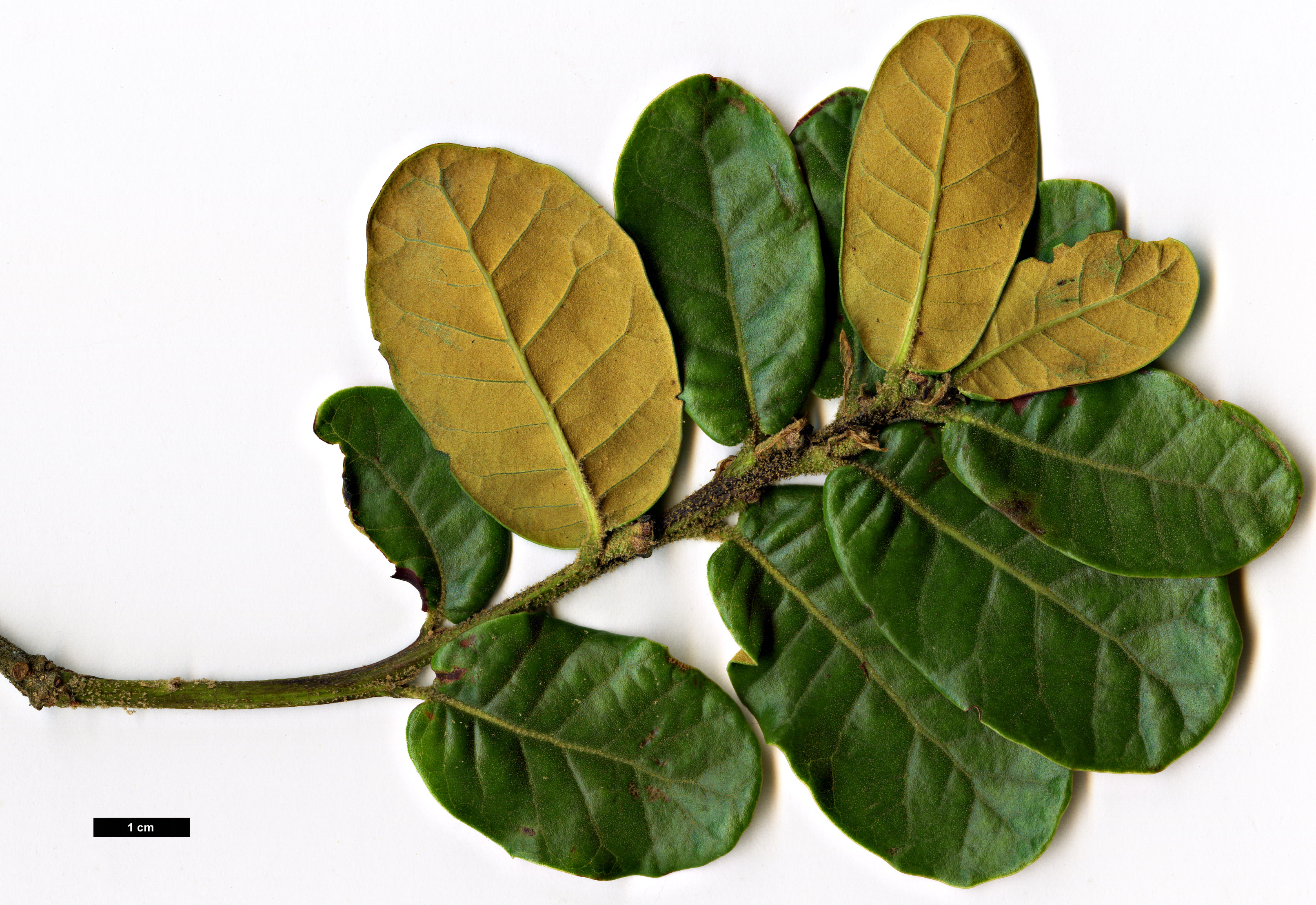 High resolution image: Family: Fagaceae - Genus: Quercus - Taxon: longispica