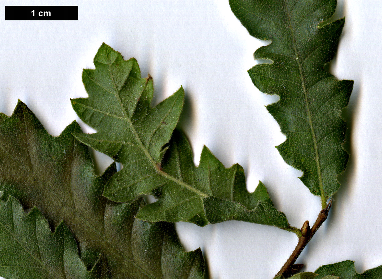 High resolution image: Family: Fagaceae - Genus: Quercus - Taxon: look