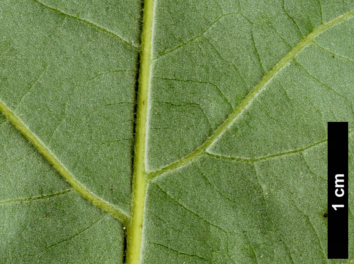 High resolution image: Family: Fagaceae - Genus: Quercus - Taxon: lyrata