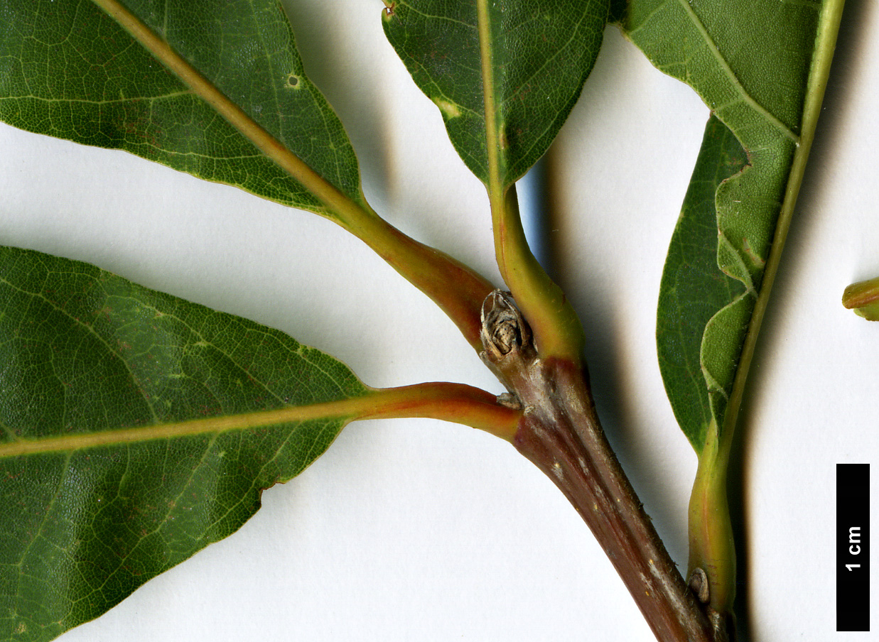 High resolution image: Family: Fagaceae - Genus: Quercus - Taxon: lyrata