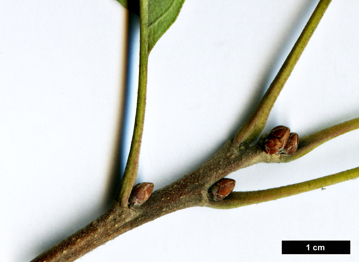 High resolution image: Family: Fagaceae - Genus: Quercus - Taxon: macrocarpa