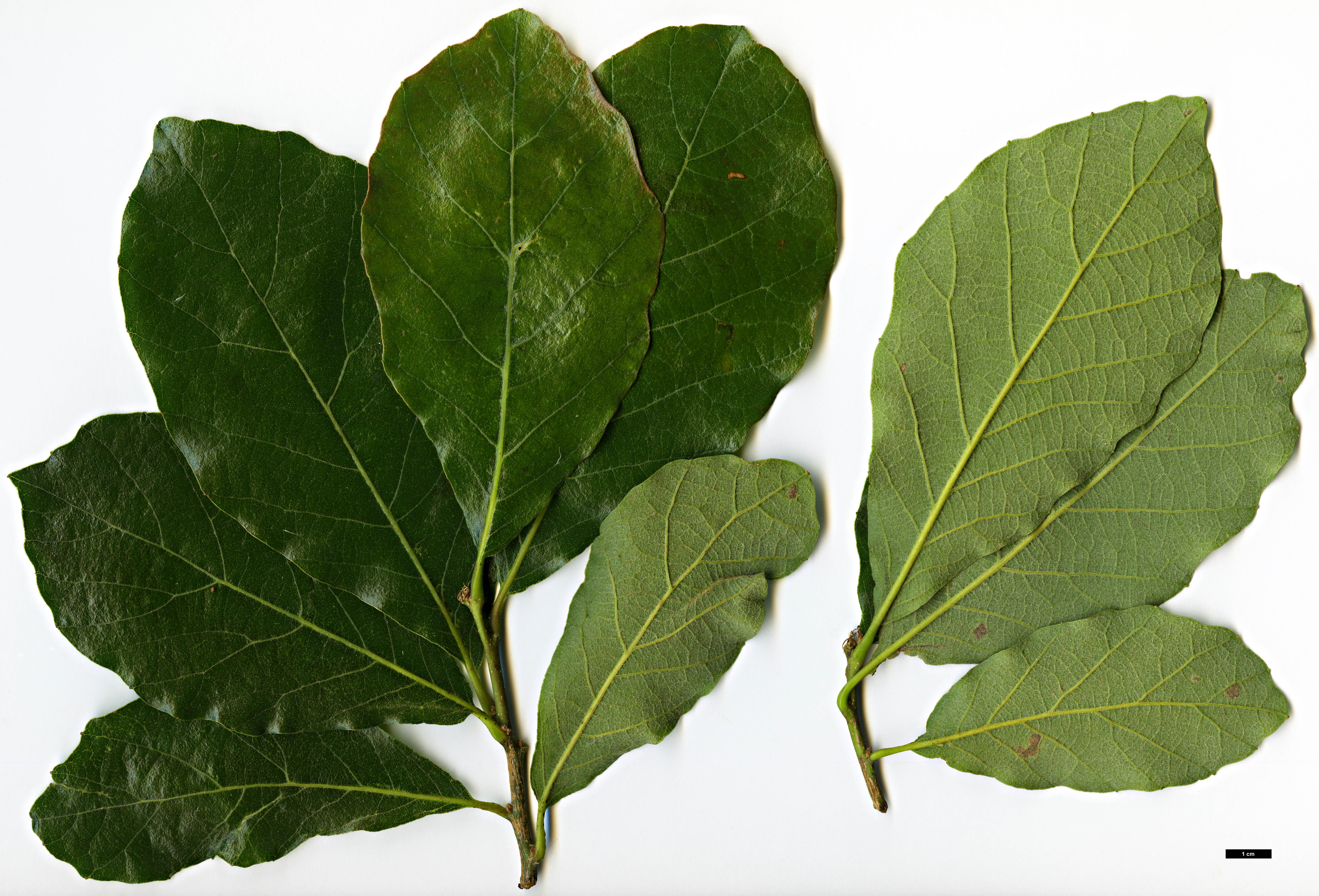 High resolution image: Family: Fagaceae - Genus: Quercus - Taxon: magnoliifolia